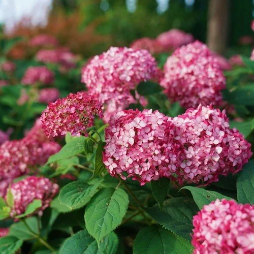 hydrangea_arb_invincibelle_ruby (2).jpg