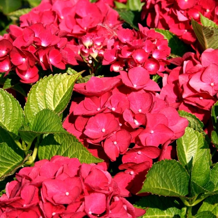 hydrangea red sensat.jpg