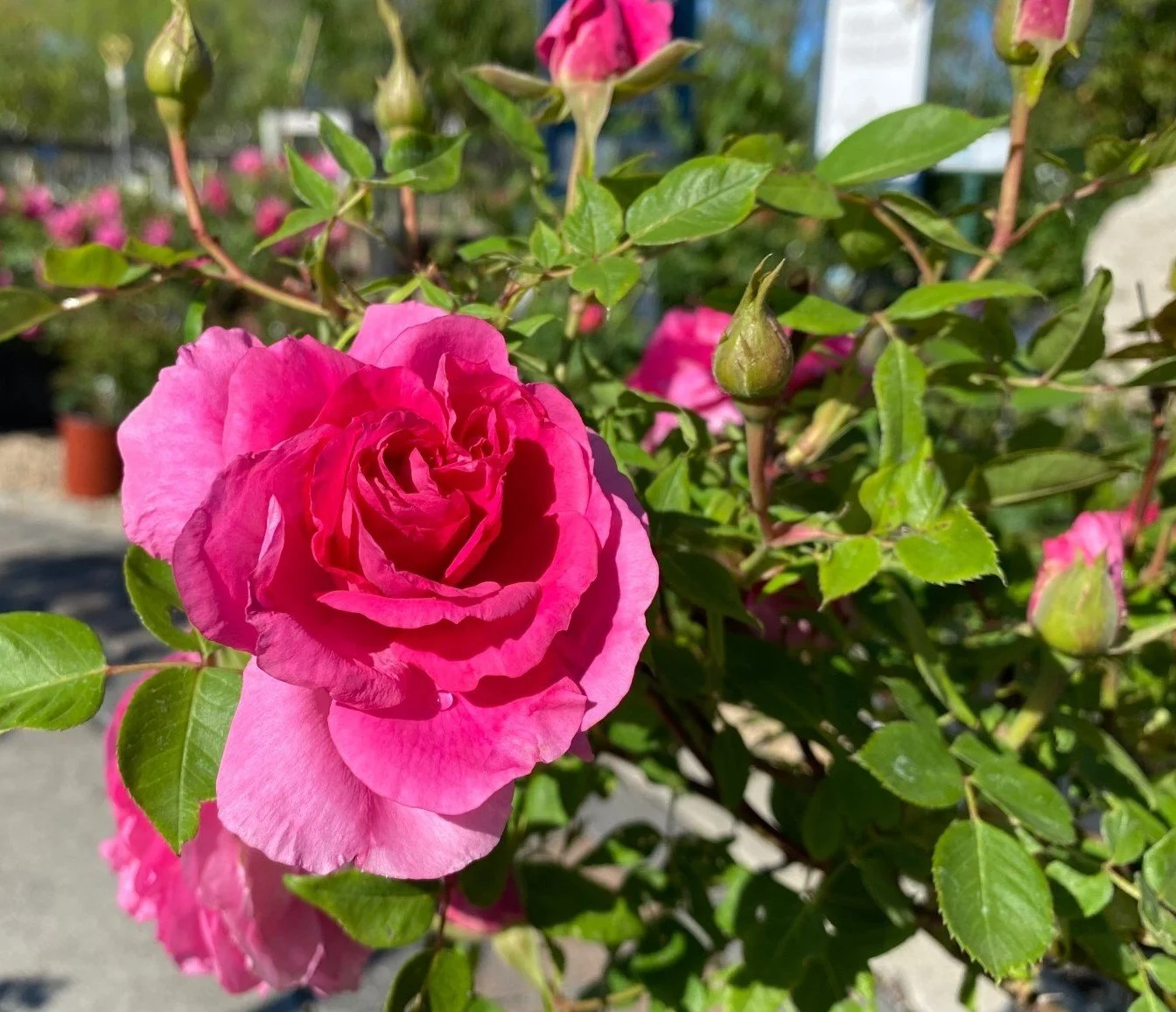 Rosier Félix Leclerc — Les Jardineries St-Ambroise