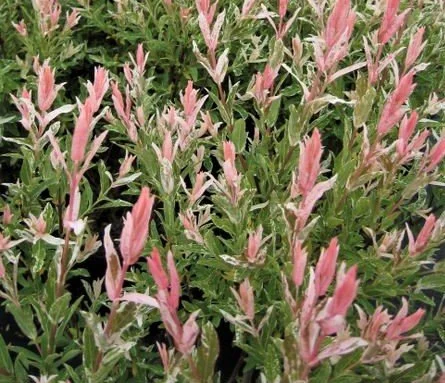 Saule maculé Flamingo