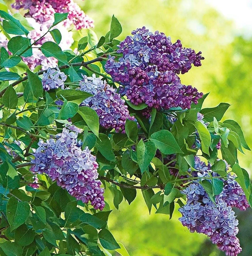 lilas commun (2).jpg