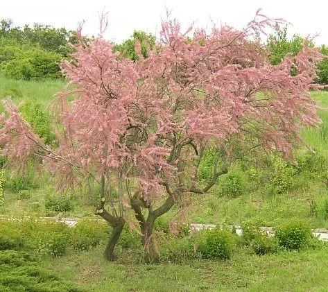 Tamarix de Russie Pink Cascade