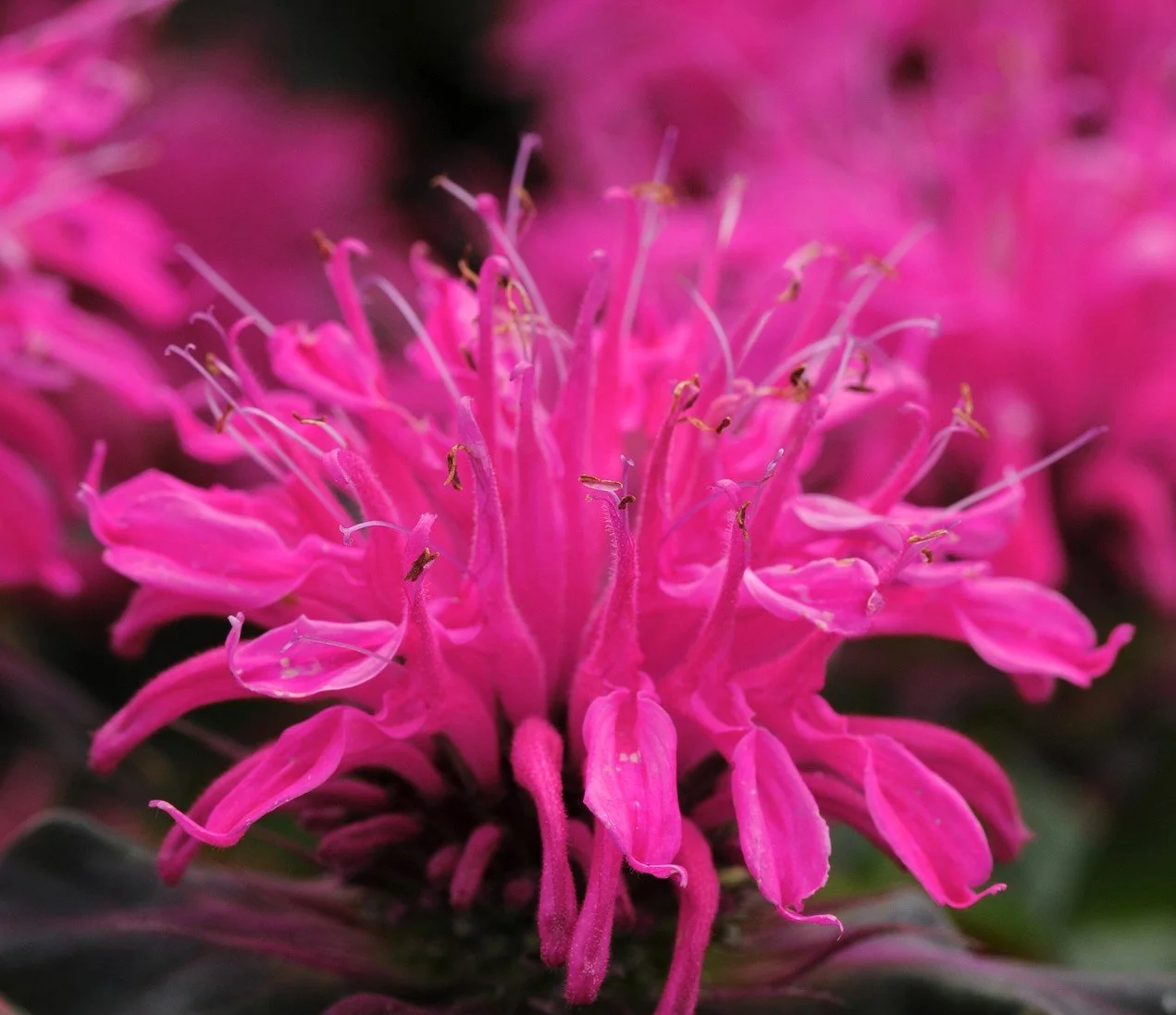 Monarde Balmy Pink