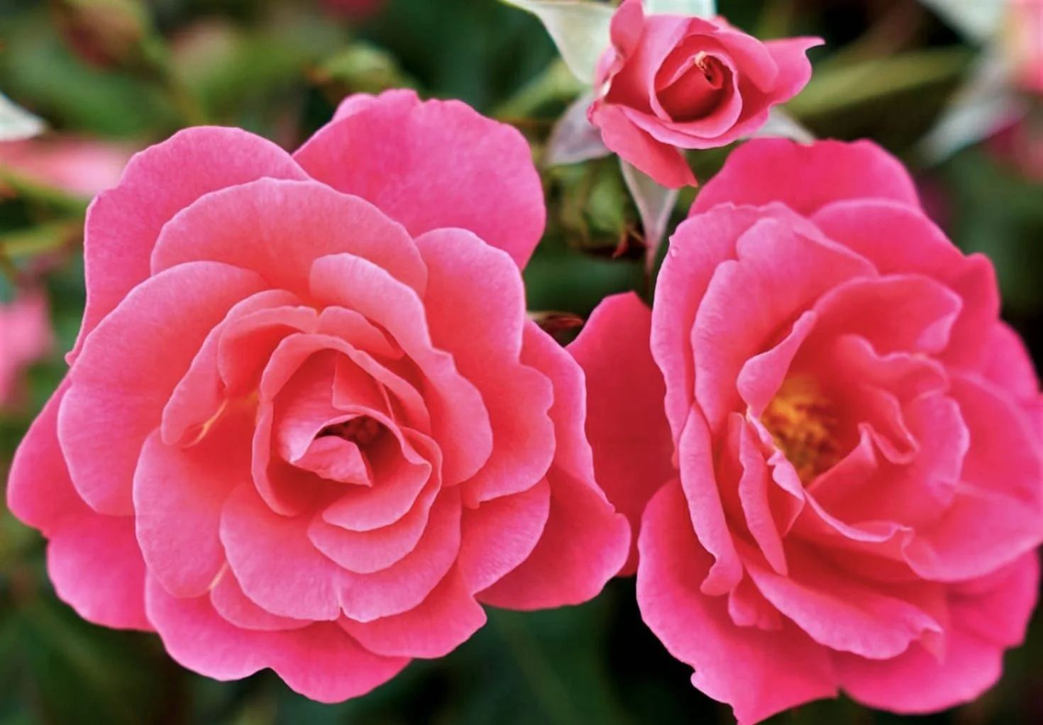 Rosier Aurora Borealis