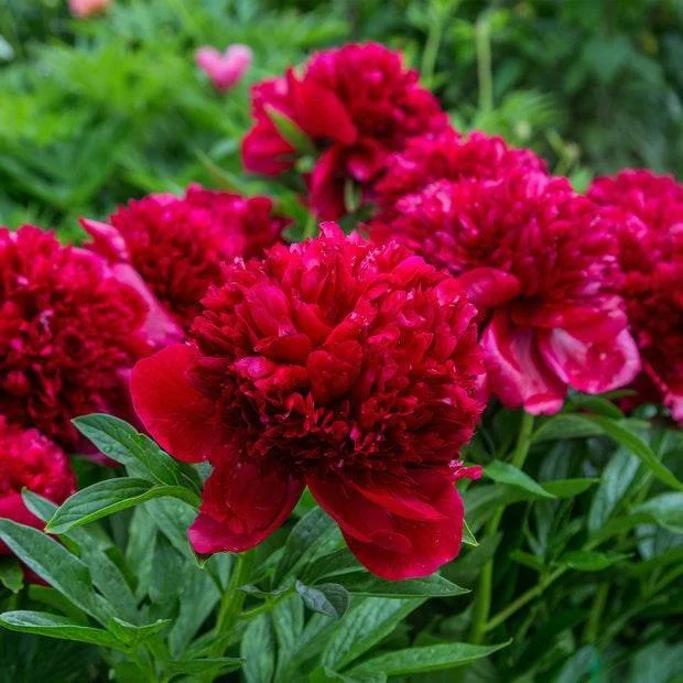 Pivoine Charme Rouge