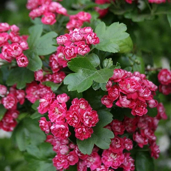 Aubépine Paul's Scarlet