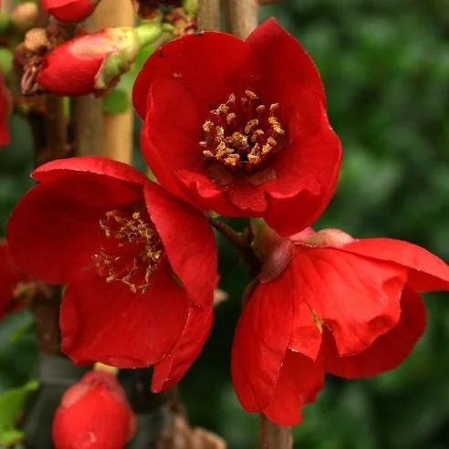 Cognassier Crimson and Gold