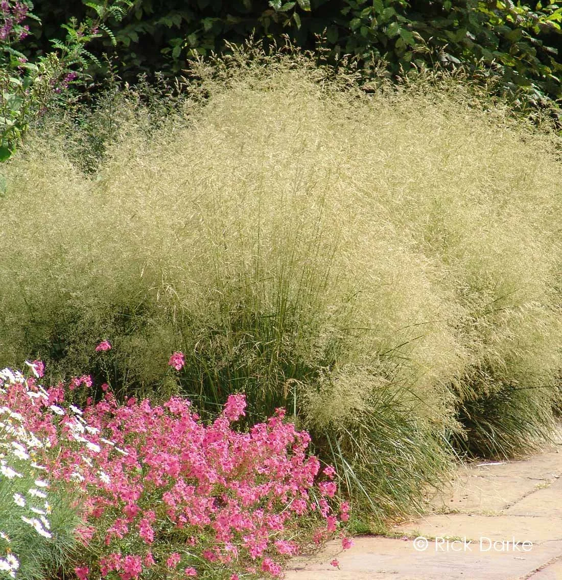 Deschampsia Goldtau