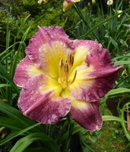 Hémérocalle Cheese and Wine