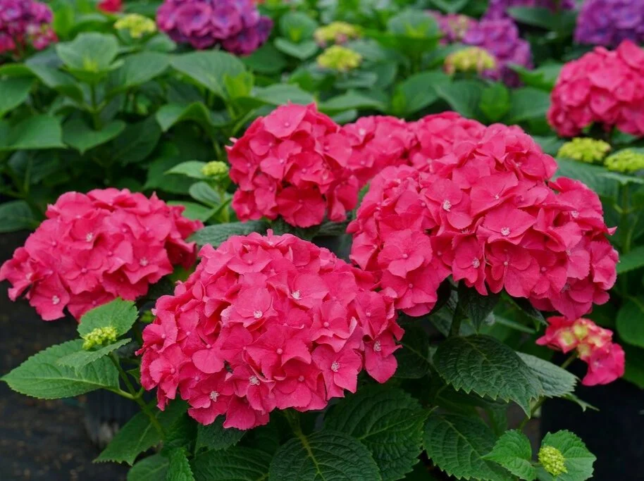 hydrangea_macrophylla_lets_dance_big_band.jpg