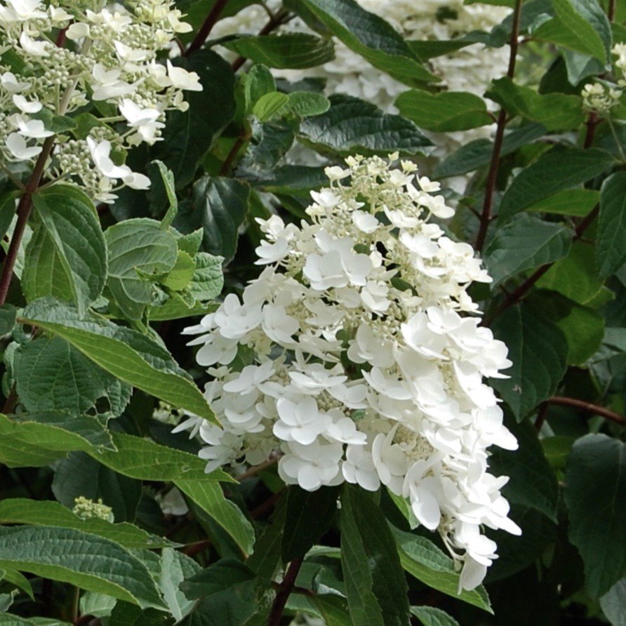 Hydrangée paniculée Kyushu