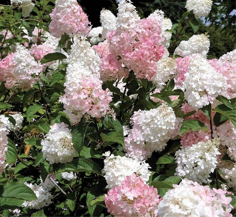 phantom Paniculata.jpg