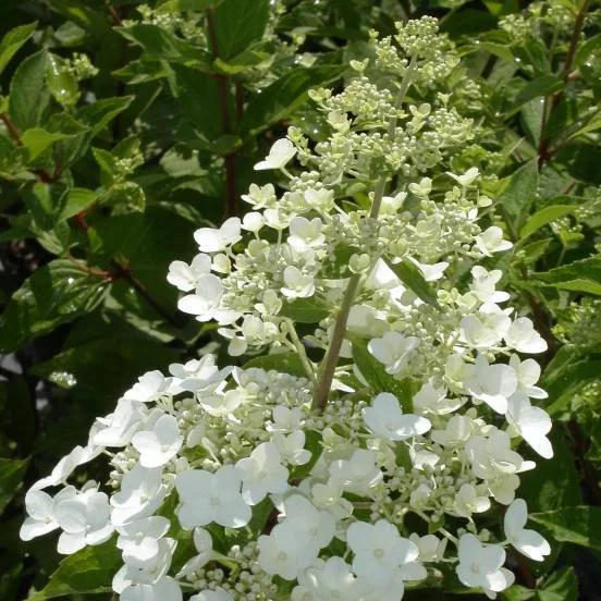 -paniculata-unique.jpg