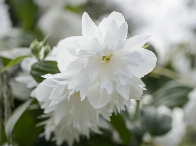 Seringat Minnesota Snowflake