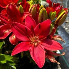 Lis asiatique Tiny Rocket