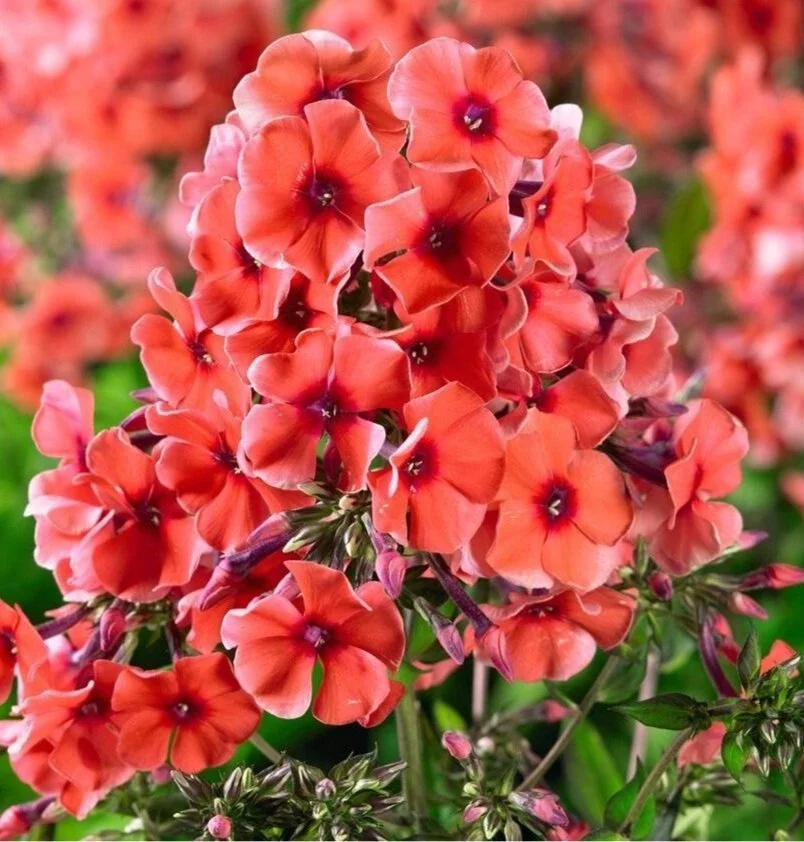 phlox-paniculata-tequila-sunrise.jpg