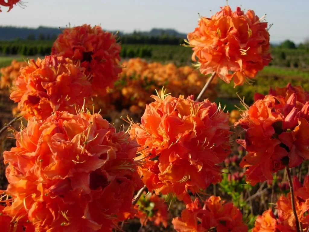 Azalée Mandarin Lights