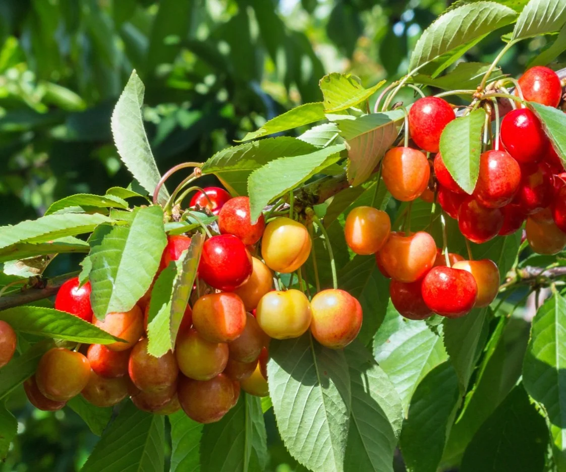 rainier-cherry.jpg