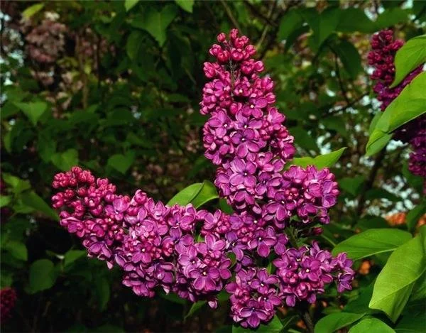 Lilas français Charles Joly sur tige