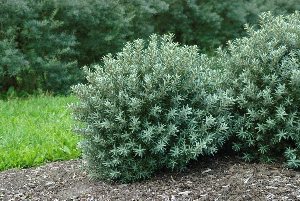 Argousier mâle Hikul