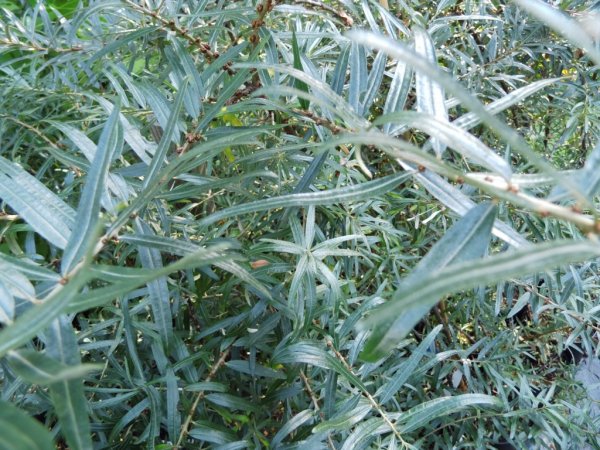 Argousier mâle Pollmix