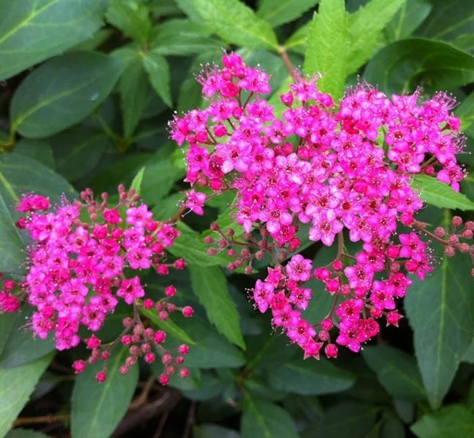 spiraea-japonica-neon-flash.jpg