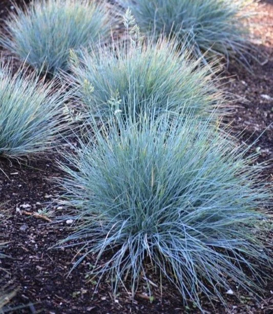 Festuca-glauca-Elijah.jpg