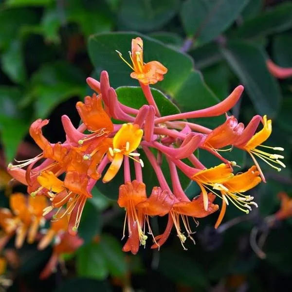 lonicera-mandarin.jpg