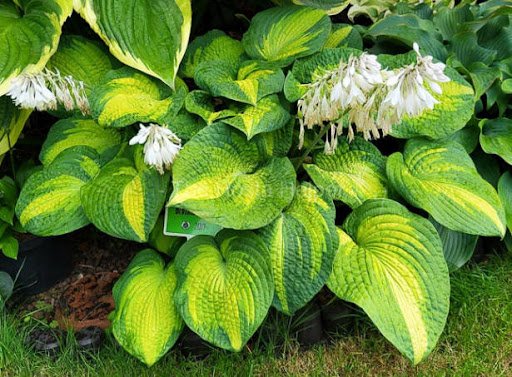 hosta brother.jpg