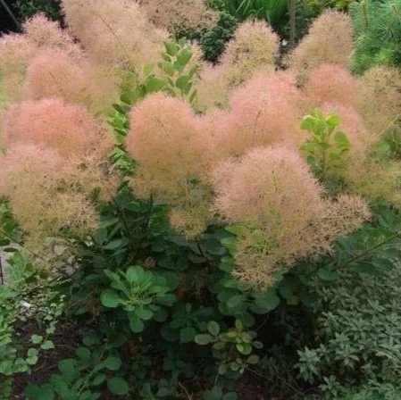 Cotinus-coggygria-Young.jpg