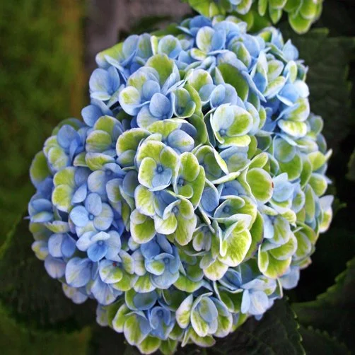 HydrangeaRevolution.jpg
