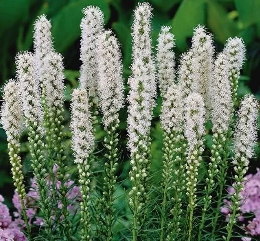 Liatride Floristan White