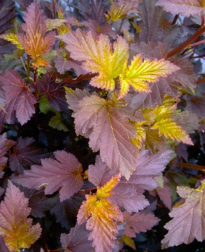 Physocarpe Center Glow