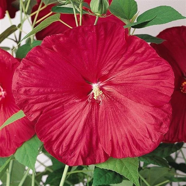 hibiscus luna red.jpg
