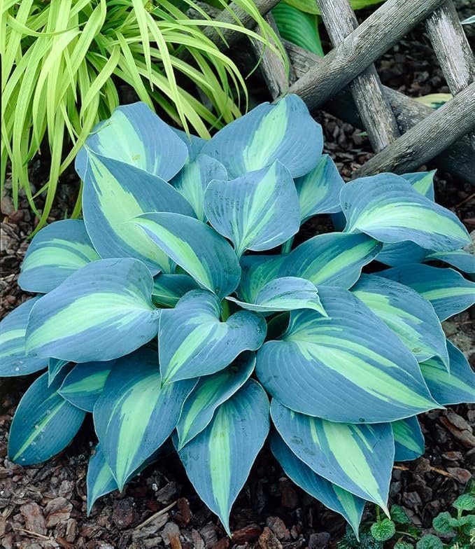 Hosta Touch of Class
