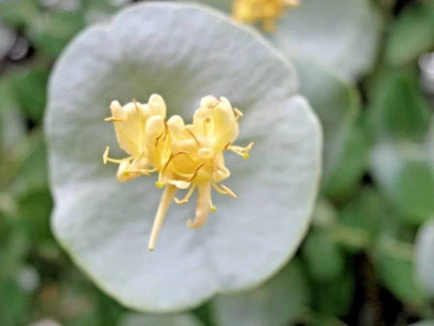 lonicera Kintzley 1.jpg