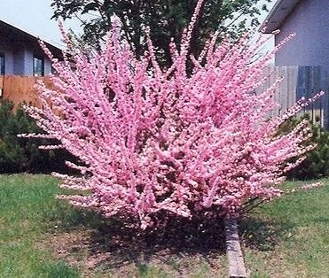 Amandier à fleurs doubles