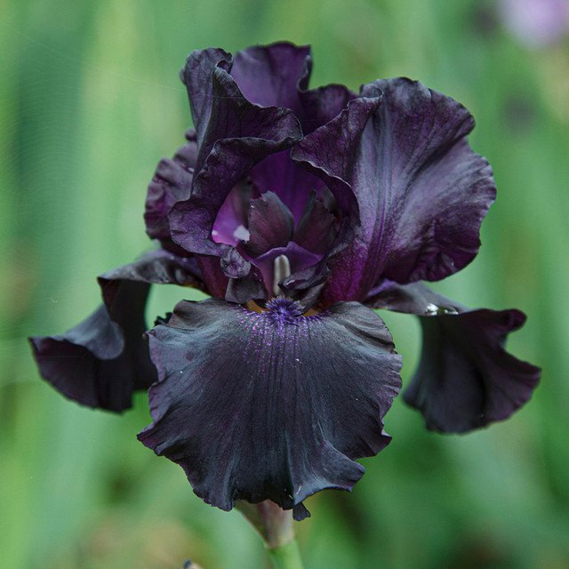 Iris barbu Black Sergeant