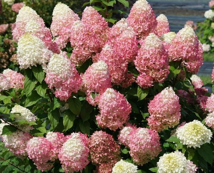 hydrangea-quick-fire-fab.jpg
