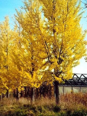 Arbre aux quarante écus Princeton Sentry