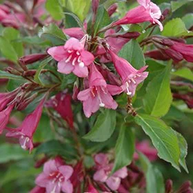 Weigela Rumba
