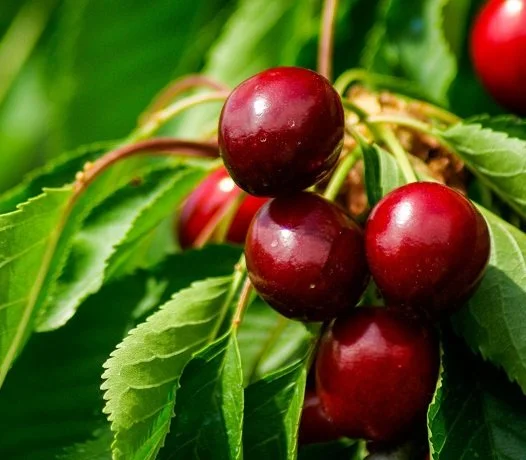 Cerisier sucré Stella