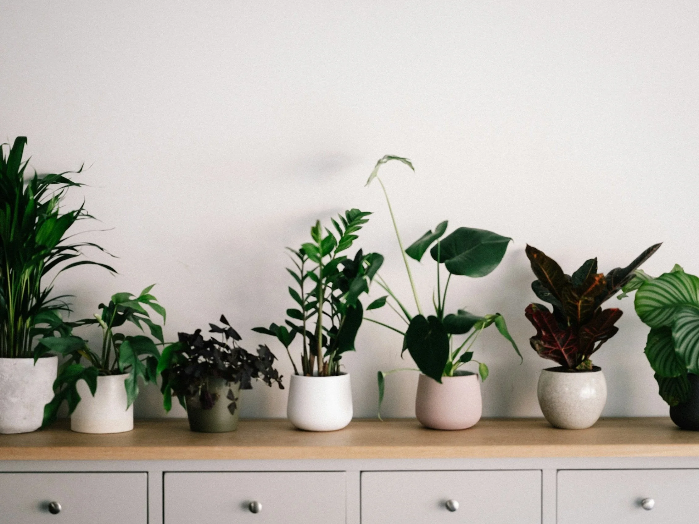 Aménagement de plantes d'intérieur sur un bureau de chambre.