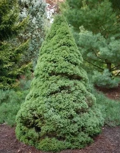 Épinette naine d'Alberta