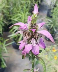 Monarde ponctuée Beebop