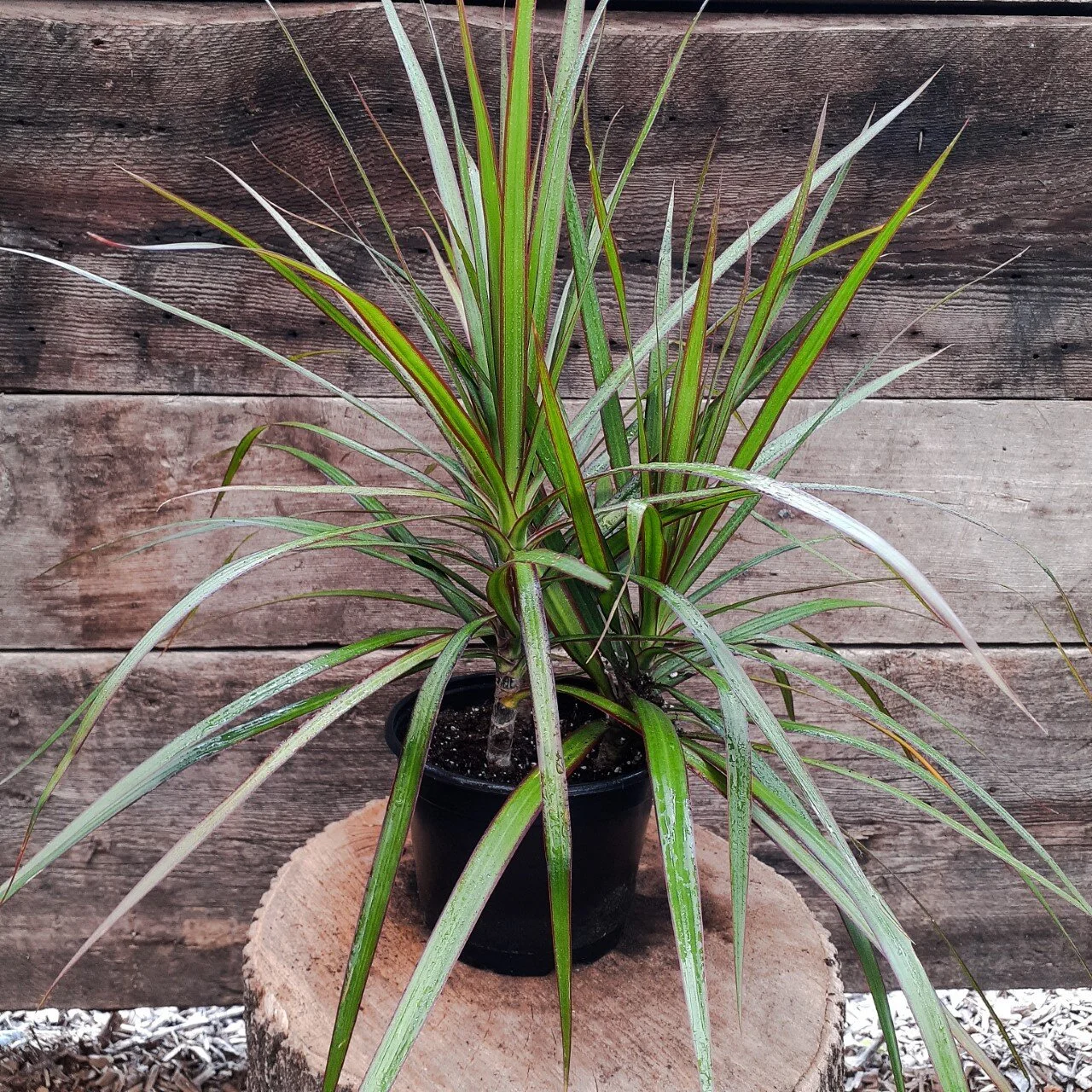 Les dragonniers sont des plantes dépolluantes.