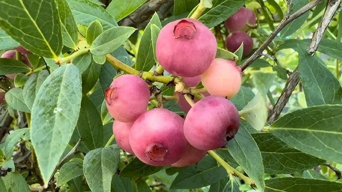 Bleuetier Pink Popcorn