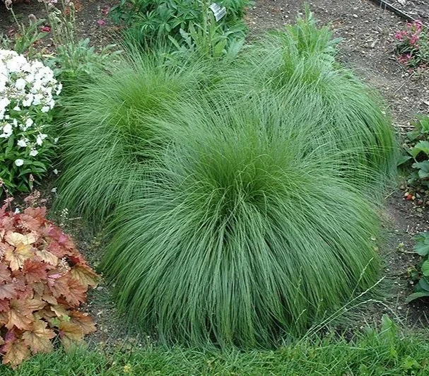 Sporobole à glumes inégales