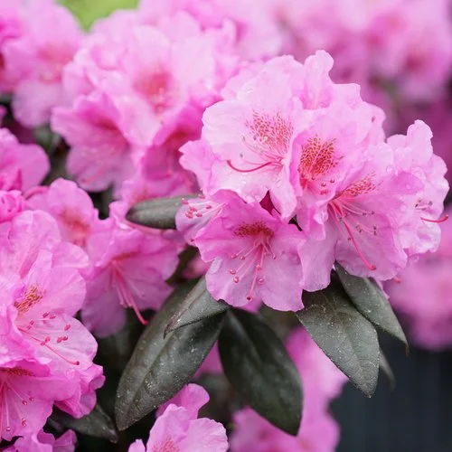rhododendron_black_hat.jpg