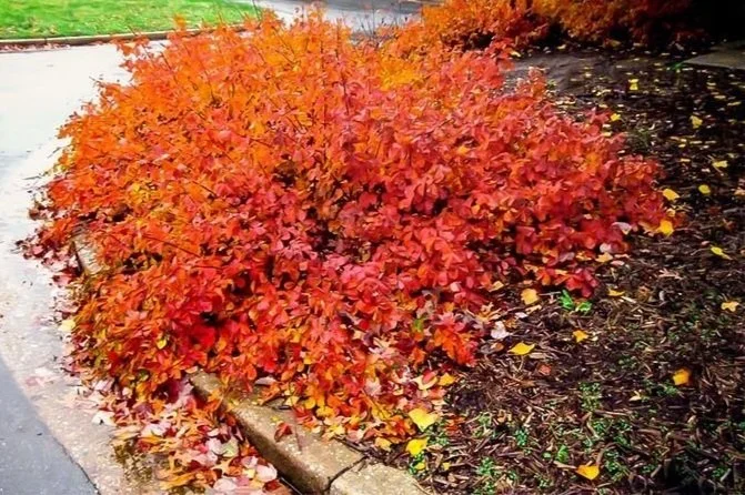 Sumac aromatique Grow-Low